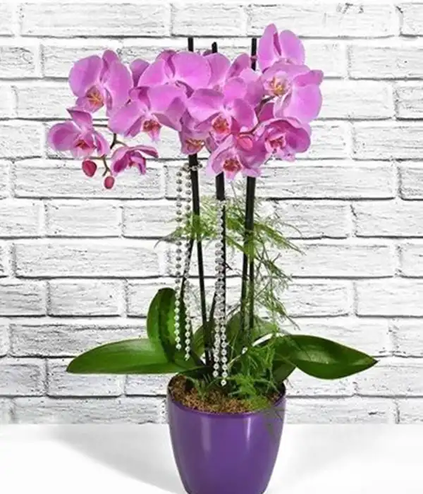 Lila Orkide ve Sevimli Ayıcık