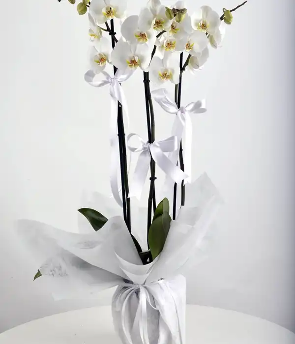 3 Dal Beyaz Orkide