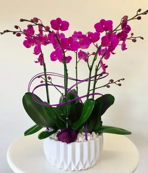 Saksıda Mor Orkideler