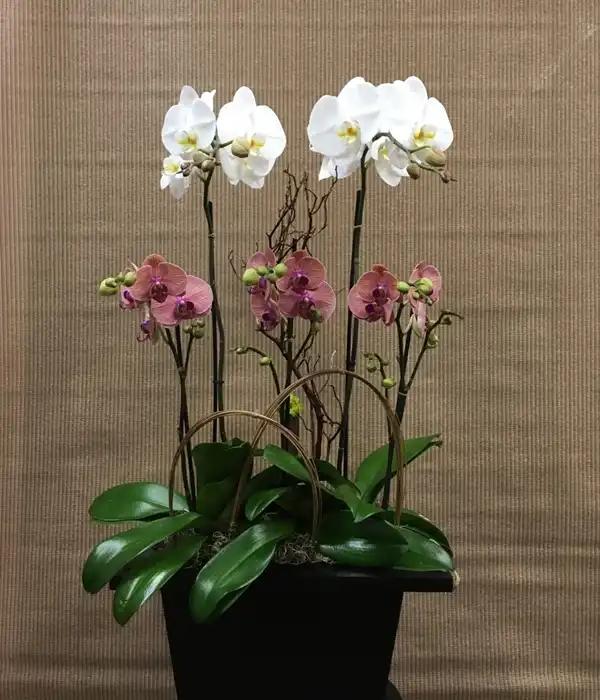 Saksıda Lila Orkideler
