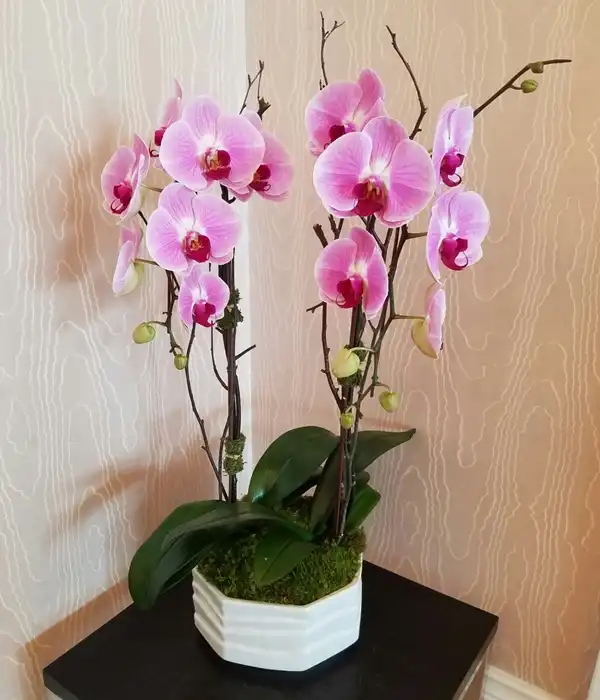 Saksıda 2 Dal Pembe Orkide