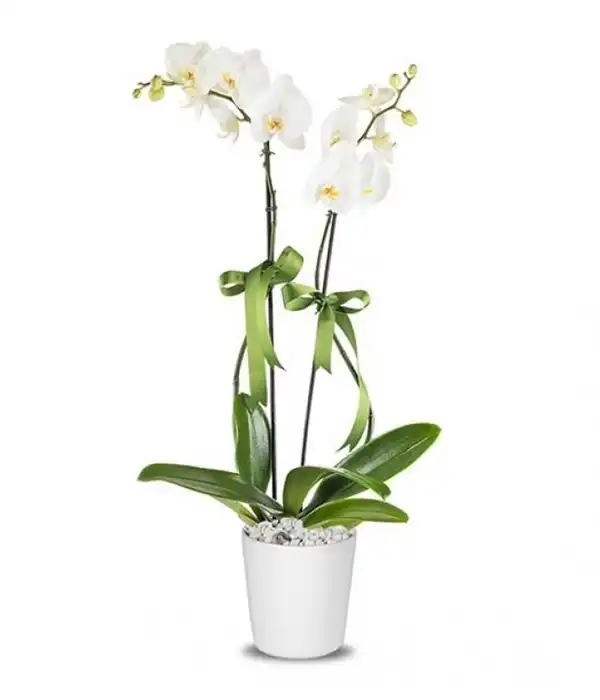 2 Dal Beyaz Orkide