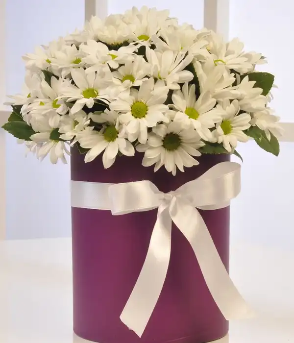 Pembe Kutuda Papatya