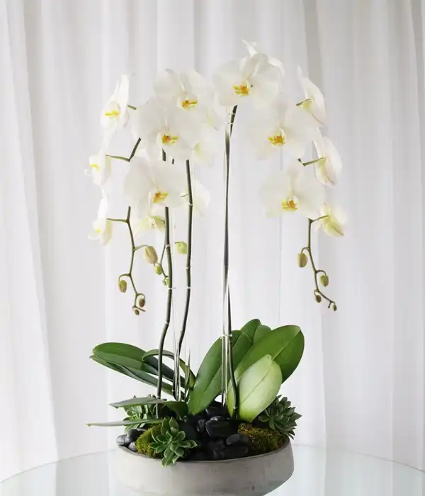 3 Dal Beyaz Orkide