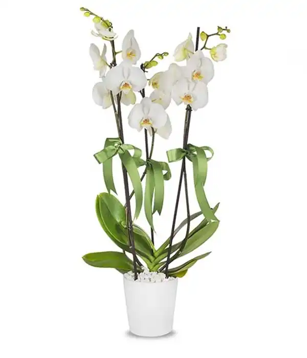 3 Dal Beyaz Orkide