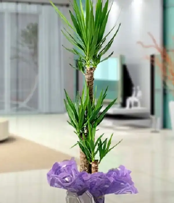 3 lü Yucca Saksı Çiçeği