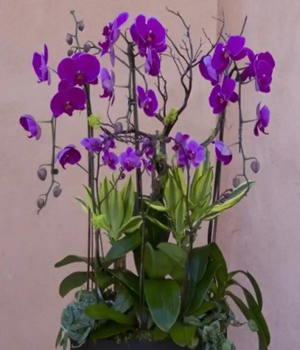 Saksıda Mor Orkideler