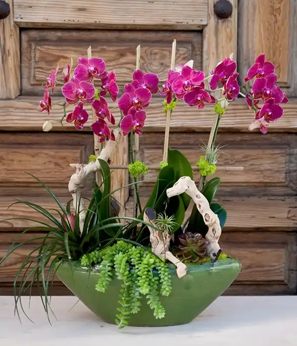 Şık Saksıda Pembe Orkideler