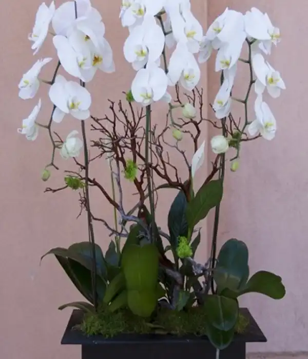  Beyaz Orkideler