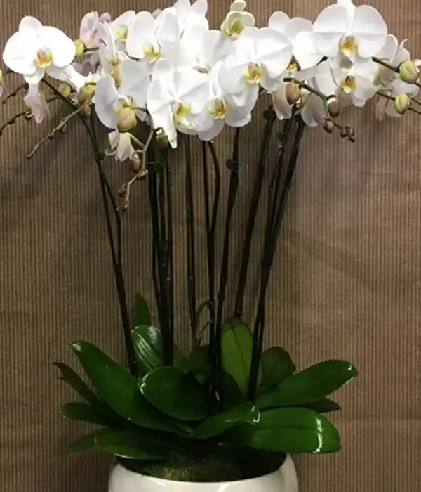 Beyaz Asil Orkideler