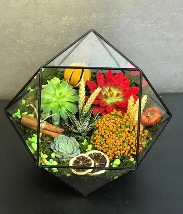 Prizma Camda Teraryum