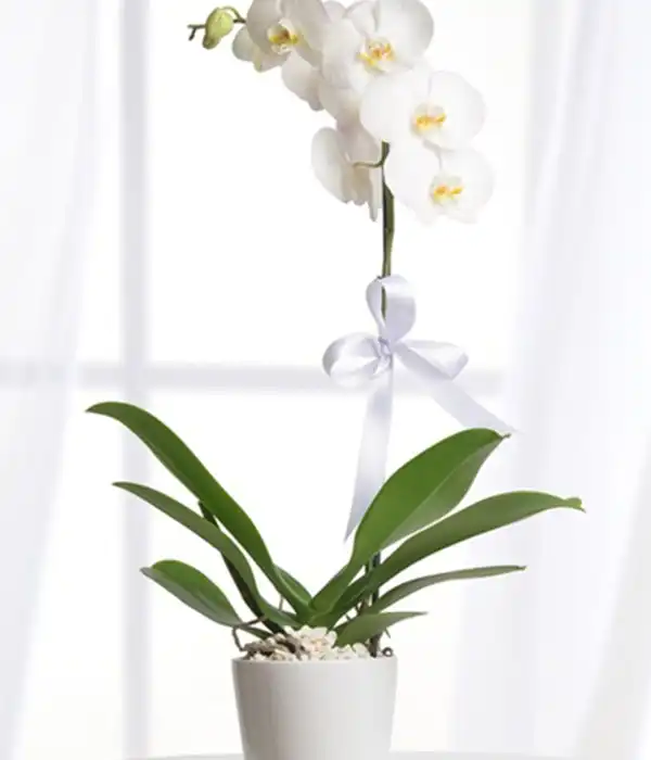 Tek Dal Beyaz Orkide