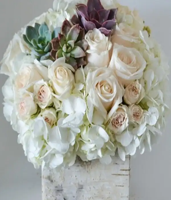 Beyaz Güller Sukullent