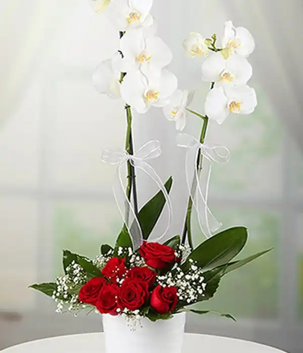 Çift Dal Beyaz Orkide & Kırmızı Gül Arajmanlı
