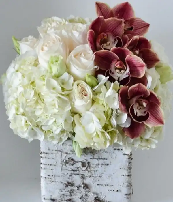 Gülle Orkidenin Dansı