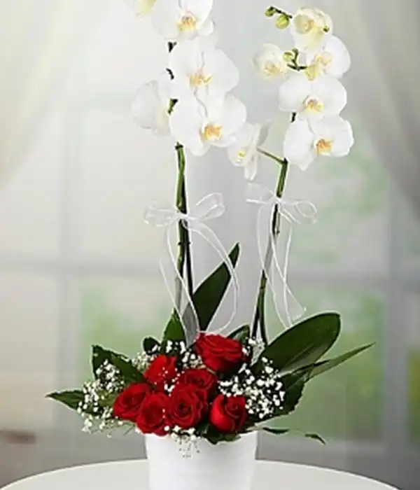 Orkide ve Kırmızı Güller