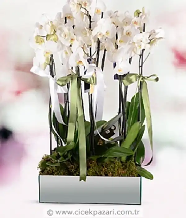 8 Dal Beyaz Orkide