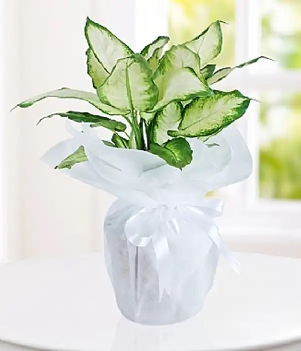 Diffenbahya Saksı Çiçekçi