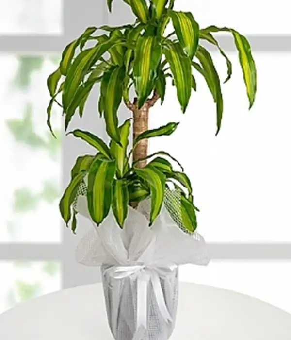 2 li Masengena Saksı Çiçeği