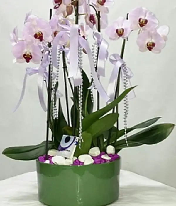 Lila Orkide Bahçesi