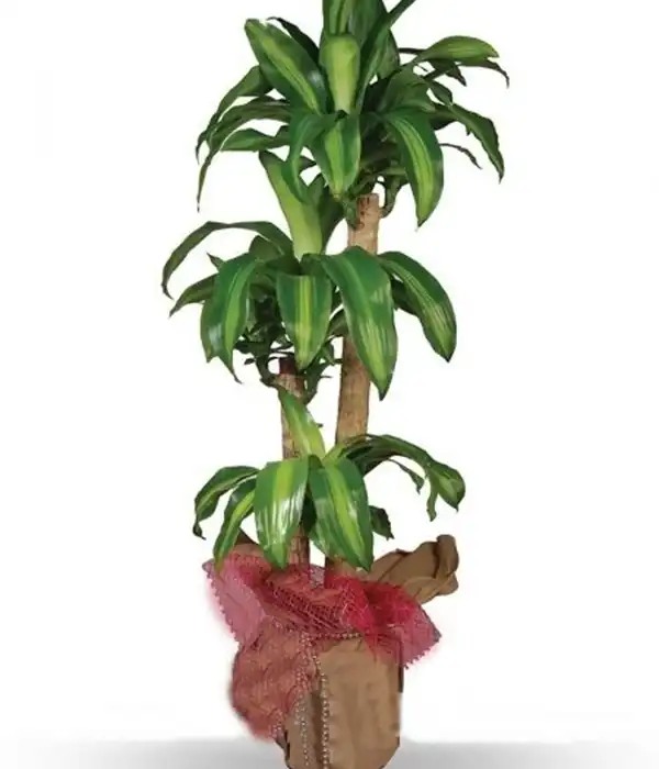 3 lü Massagena Saksı Çiçeği