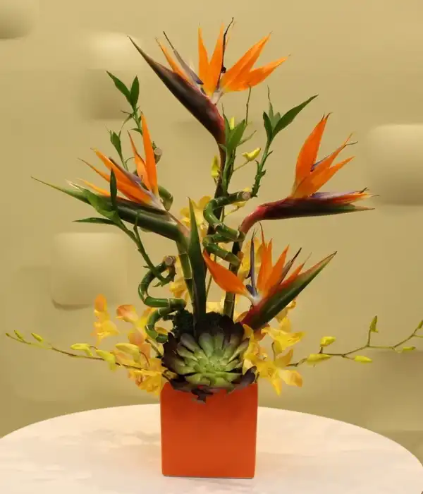 Gün Güzeli Starliçe