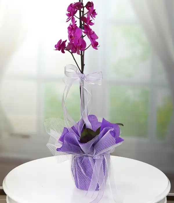 Tek Dal Lila Orkide