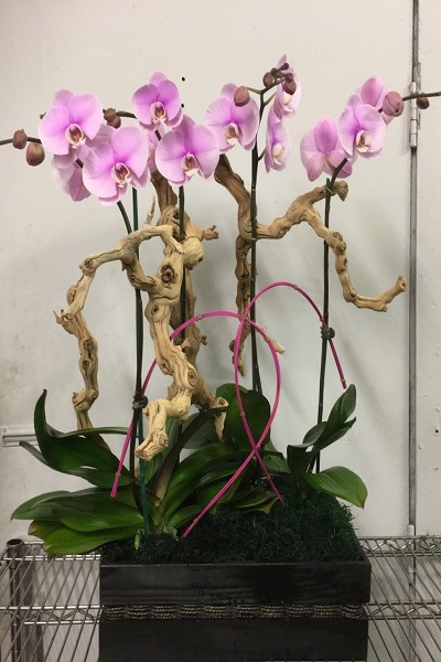 Pembe Orkide Aşkı