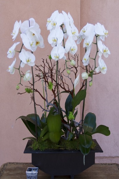  Beyaz Orkideler