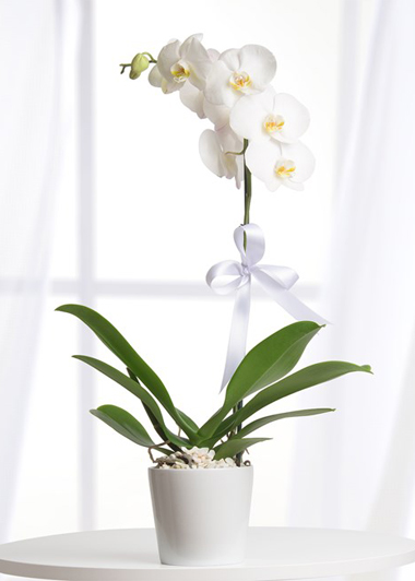 Tek Dal Beyaz Orkide