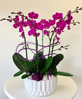 Lila Orkideler