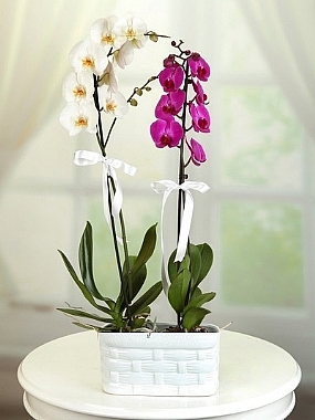 Pembe Beyaz Orkide