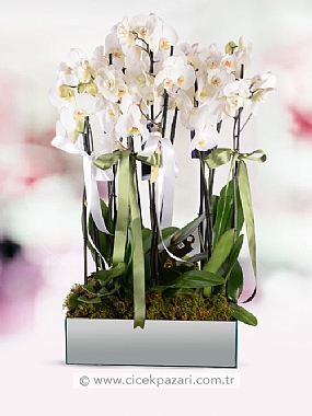 8 Dal Beyaz Orkide