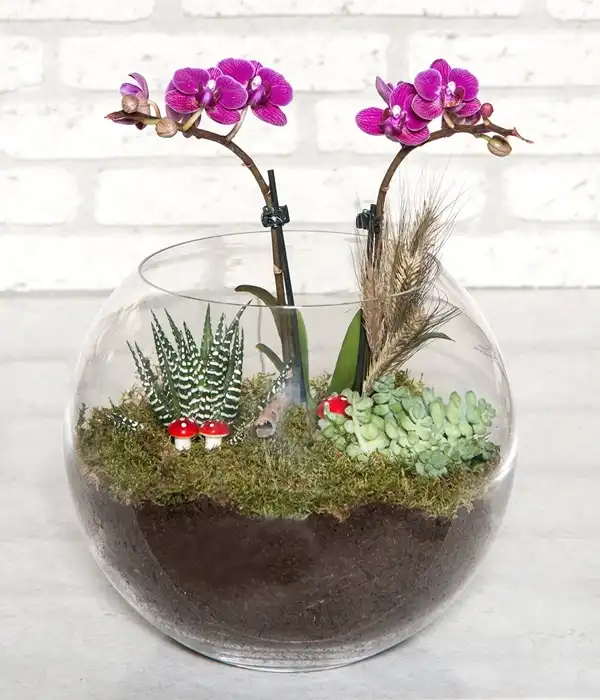 mini orkide ve teraryum