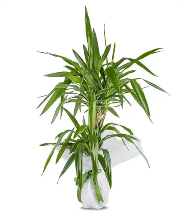 2 li Yucca 